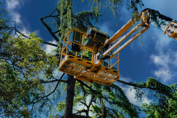 Best Commercial Tree Services  in Lagunitas Forest Knolls, CA